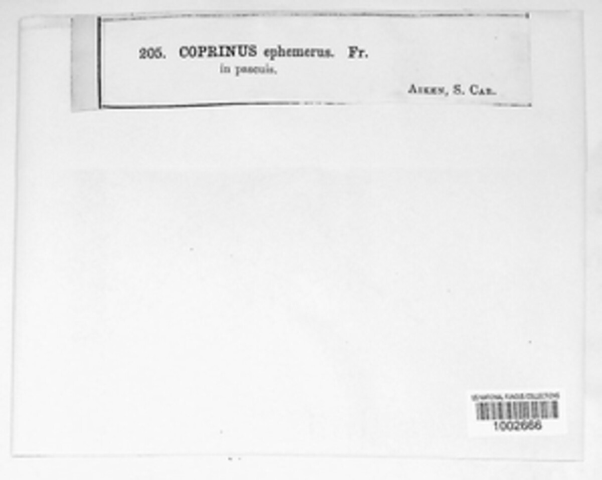 Tulosesus ephemerus image